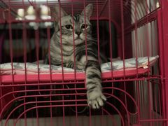 -爱宠屋pet shop·宠物洗澡·宠物美容