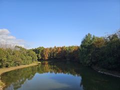 -上海海湾国家森林公园