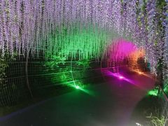 -大塘金香草谷