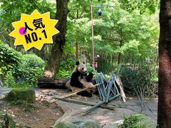 -都江堰中华大熊猫苑