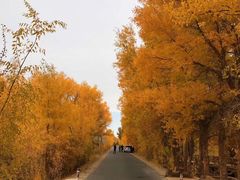 -金塔沙漠胡杨林景区