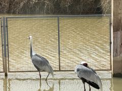 -盐城丹顶鹤湿地生态旅游区
