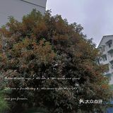 秋天＃桂花飘香＃