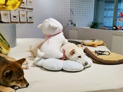 -柴务处·柴犬主题狗咖