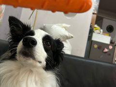-唐小姐の猫狗洗护·购宠旗舰店(周浦万达店)