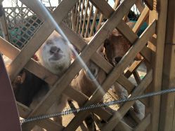 -萌宠亲子动物乐园(槐房万达店)