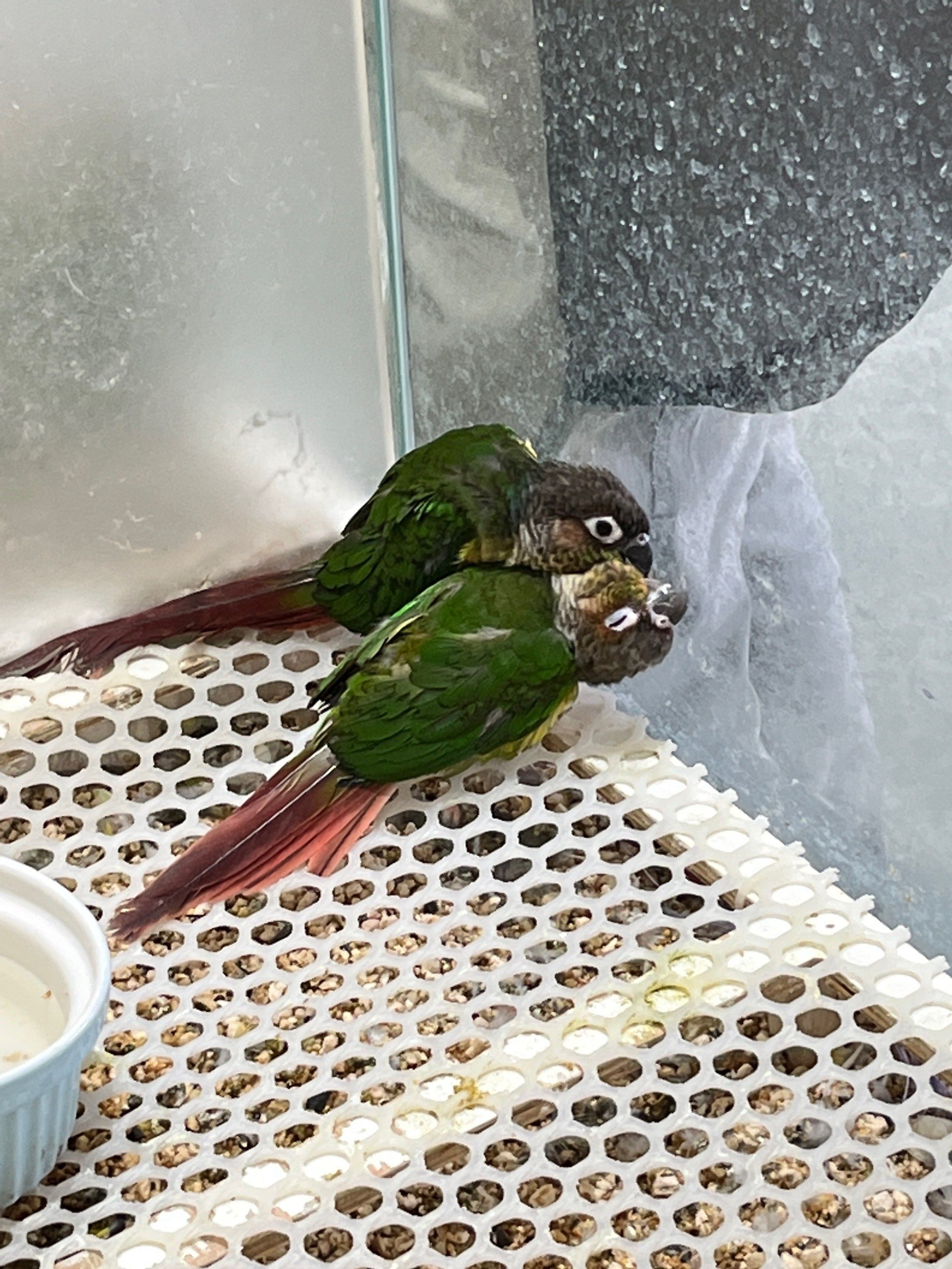 🦜鹦鹉亲亲kiss