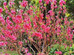 -桃花涧