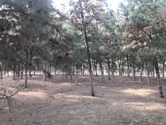 -秦文明广场