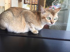 -云顶高原