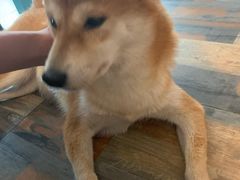 -柴源莊·柴小宠柴犬咖啡