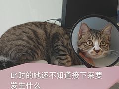 -御宝贝24h宠物医院·转诊中心·CT核磁血透中心(厦门总院)