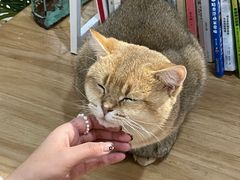 -共舞时光猫咖·狗咖(新街口店)