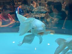 -黄鱼炙夜(华家池店)
