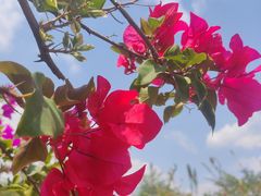 -西双版纳傣族园