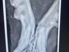 -爱妮康宠物医院·干细胞免疫细胞·肿瘤·心脏(张江店)