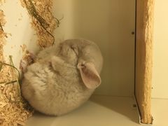 龙猫仔乐园(惠福东路店)-龙猫仔乐园(惠福东路店)