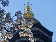 -红梅公园