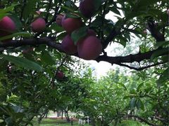 iphone_upload_pic-古韵山庄