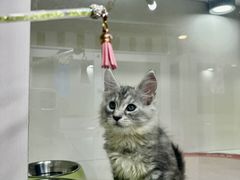 -青奢宠物·青奢猫舍