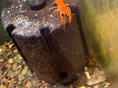 -上海大自然野生昆虫馆(东方明珠·爬宠昆虫探索中心)
