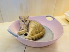 -momokira米努特·德文卷毛猫·棉花面纱犬