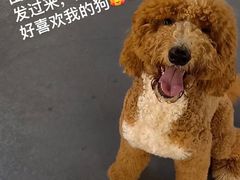 -宠物之家Pets Home 宠物寄养酒店