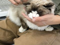 -爱洗澡的猫(望京店)