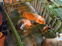 -中环花鸟鱼虫市场