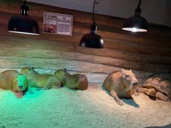 点击看大图 -Zoolung Zoolung动物主题公园(海信广场店)