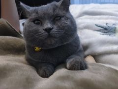 -宠福鑫康馨动物医院·骨科·眼科