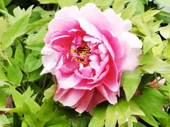 -莲花池公园