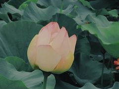 -荷塘月色湿地公园·向阳花洲