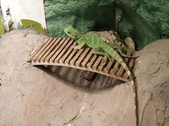 -上海大自然野生昆虫馆(东方明珠·爬宠昆虫探索中心)