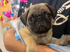 -翊宠yipet猫狗购宠庄园犬舍•猫舍