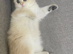 -东方名猫馆·英短金渐层布偶猫舍(环线广场1号楼店)