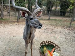 -清迈夜间动物园