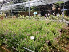 -广东茂名森林公园