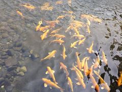 iphone_upload_pic-紫荆山公园