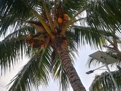 -15年老字号鑫鑫猪肚鸡·椰子鸡海南火锅(兴隆华侨农场店)