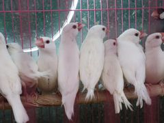 -青石桥花鸟鱼虫市场(叠翠城店)