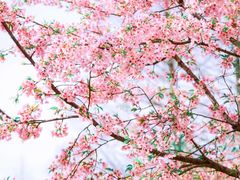 -杭州植物园