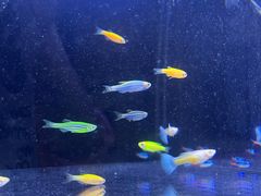 -中环花鸟鱼虫市场