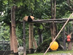 -都江堰中华大熊猫苑