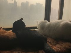 -猫猫幼稚园·撸猫·桌游·电玩