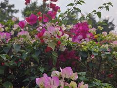 -芒洲湿地公园