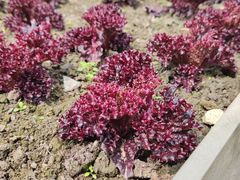 -中国天府农业博览园