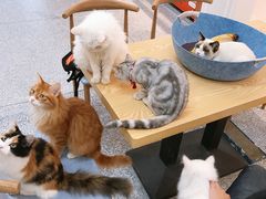 -绒爪撸猫下午茶·猫咖