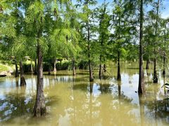 -上海长兴岛郊野公园