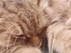 -猫儿山۰猫主题餐厅